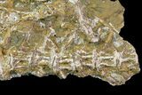 Cretaceous Fish Vertebrae In Rock - Smoky Hill Chalk #114577-1